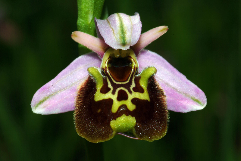 Ophrys holosericea subsp. holosericea